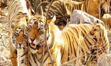 छत्तीसगढ़ में बढ़ेगा बाघों का कुनबा, म.प्र. से लाए जाएंगे 3 बाघ