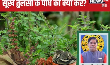 सूखे तुलसी के पौधे का क्या करें? अगर कर दीं 4 गलतियां तो झेलने पड़ सकते नुकसान