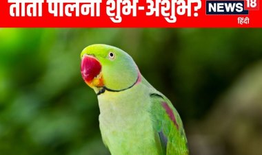 क्या आपने भी अपने घर पर पाल रखा है तोता? जानें क्या कहता है वास्तु शास्त्र