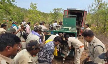 आदमखोर बाघ का 11 दिन बाद किया रेस्क्यू, 4 महीने से 36 गांवों में थी दहशत