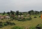 गोवंश को सड़क दुर्घटना से बचाने की पहल:ग्रामीणों ने बना डाली अस्थाई गोशाला, कलेक्टर के निर्देशों का नहीं हुआ था पालन