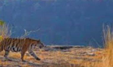 गोवा में होगी एमपी के पर्यटन स्थलों की चर्चा:पर्यटन विकास के लिए मध्यप्रदेश समेत सभी राज्य देंगे डेवलपमेंट प्लान