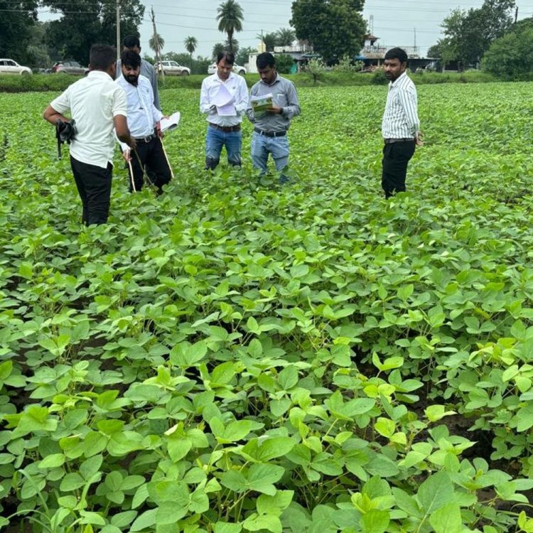 जमोनिया डैम के किसानों की चिंता बढ़ी:दो सप्ताह से नहीं हुई बारिश, सूखने की कगार पर पहुंची सोयाबीन की फसल