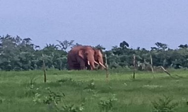 धमतरी-केरेगांव रेंज सीमा पर घूम रहे 3 दंतैल
