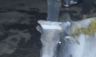 कार की टक्कर से एक गाय की मौत, एक घायल:पुलिस ने वाहन चालक के खिलाफ दर्ज किया मामला