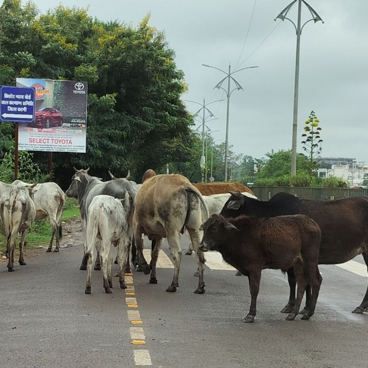 मवेशियों के सड़क पर घूमने के मामला:जिले के 34 पशुपालकों पर FIR; कलेक्टर के आदेश का उल्लंघन करने पर हुई कार्रवाई