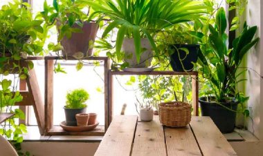 मां लक्ष्मी की कृपा पाने घर में इन पौधों को लगाएं