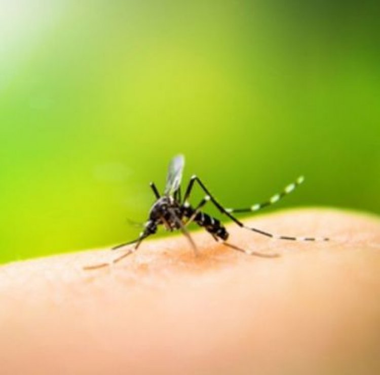 सूडान में डेंगू बुखार के 2,500 से अधिक मामले दर्ज: मंत्रालय