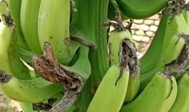 किसानों को केला फसल पर नहीं मिल रहा बीम लाभ:प्राकृतिक आपदा से हर साल केले की फसल पर दो से तीन बार मंडराता है संकट