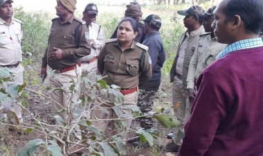 डिंडोरी में हाथियों से थे परेशान बाघ भी आ गया:घर तोड़े-फसल रौंदी और मवेशी को कुचला, बाघ को पकड़ने हो रही मशक्कत