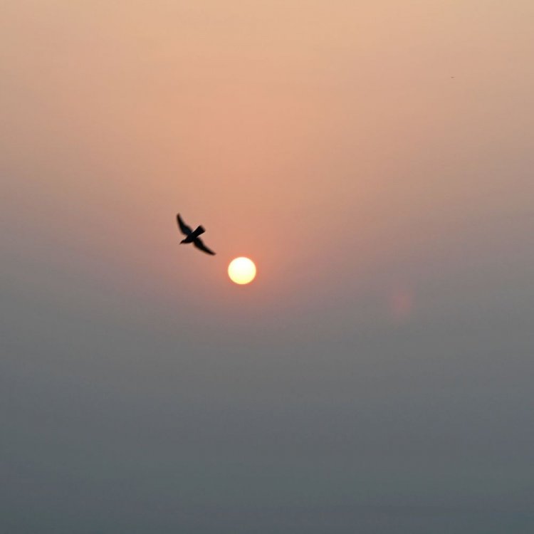 रायसेन में मौसम सर्द-गर्म:रात में होने लगा सर्दी का एहसास, छा रही कोहरे की धुंध, दिन में निकल रही तेज धूप