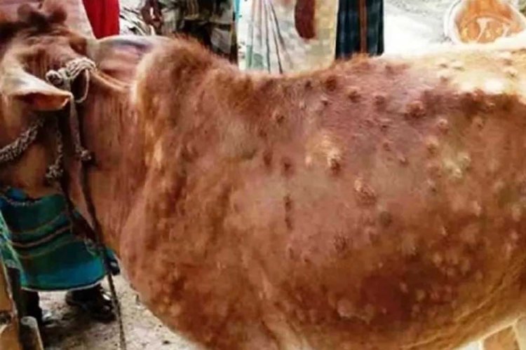 नीमच में लंपी वायरस की दस्तक, अब तक 200 जानवरों की मौत, आसान तरीकों का इस्तेमाल कर किया जा सकता है बचाव