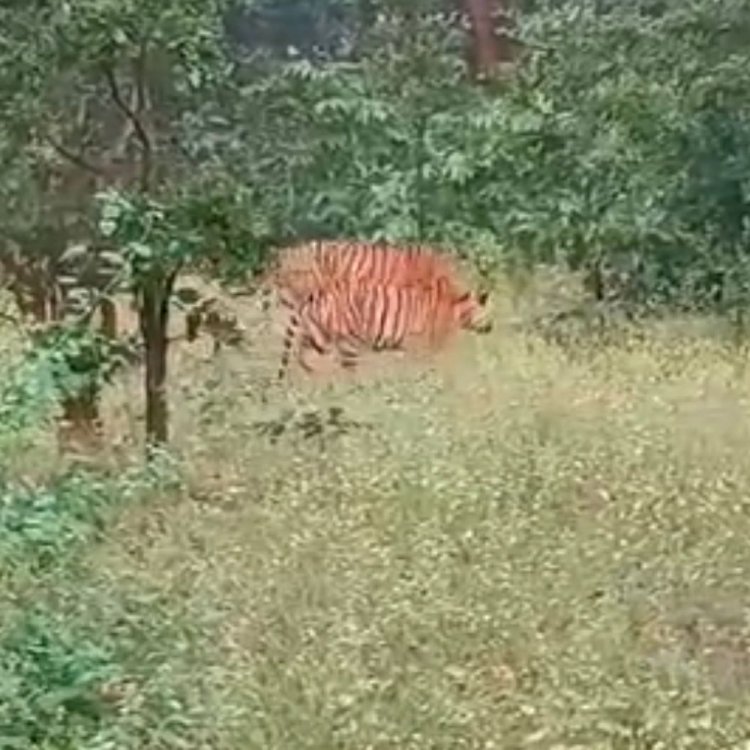 सीधी के संजय टाइगर रिजर्व में साथ दिखे बाघ-बाघिन:वीडियो सोशल मीडिया पर वायरल, शावकों के जन्म की उम्मीद