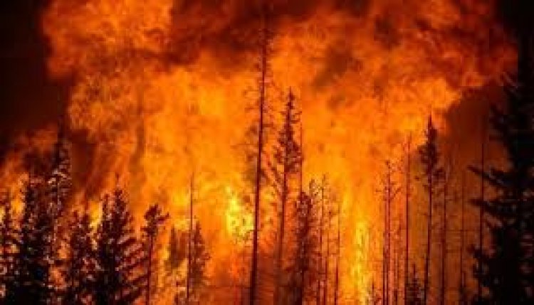 लॉस एंजेलिस में लगी आग किन इलाक़ों में कितनी फैली