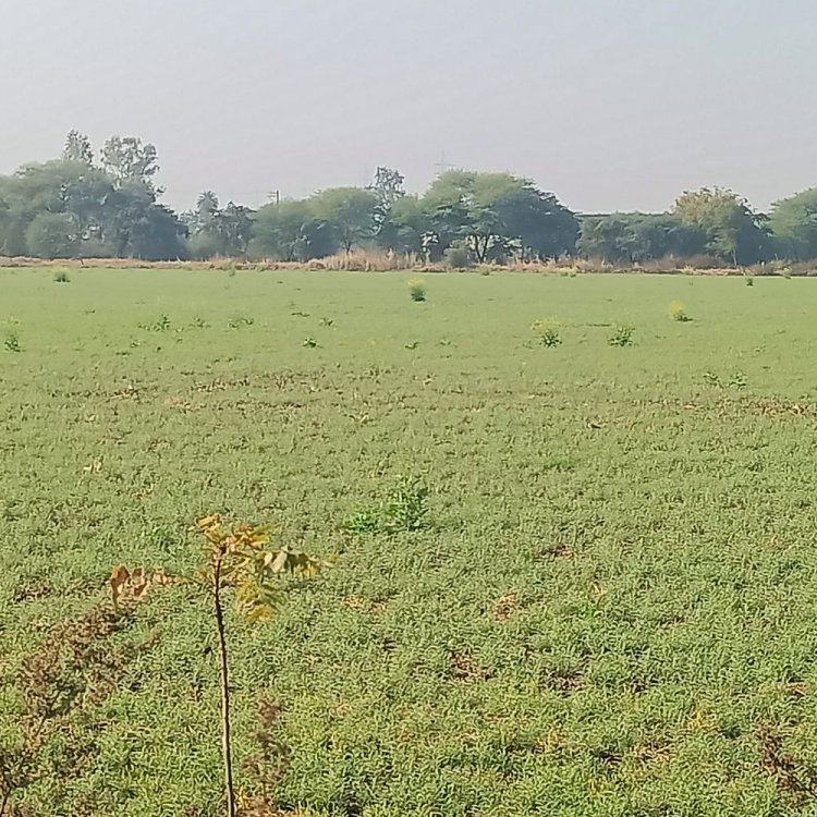 विदिशा में 7 डिग्री पहुंचा न्यूनतम पारा:तेज धूप से दिन का तापमान 27 डिग्री दर्ज, आने वाले दिनों में पड़ेगी ठंड