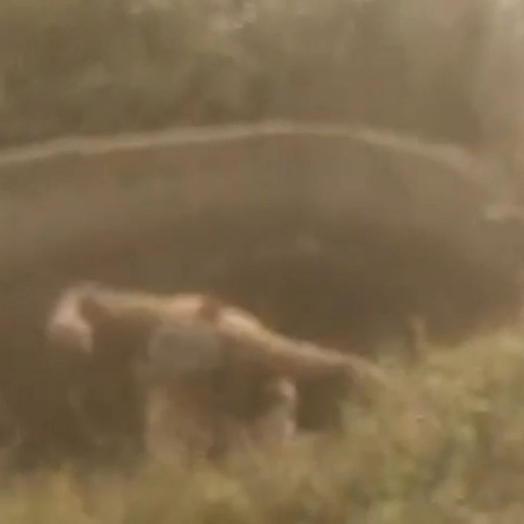 बिजली चोरी की जांच के दौरान किसान ने दी धमकी:कुरई में बिना कनेक्शन मोटर चलाने पर कार्रवाई, किसान ने कुएं में कूदकर विरोध किया