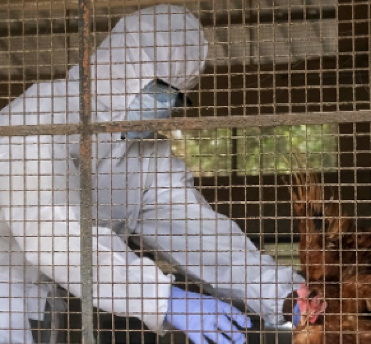 न्यूयॉर्क सिटी के चिड़ियाघरों में 15 पक्षियों के बर्ड फ्लू से मरने का संदेह