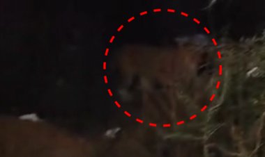 शिवपुरी के अमोला घाटी में फिर दिखा तेंदुआ:सुरवाया पुलिस ने बनाया वीडियो; झाड़ियों में छिपकर जंगल में गायब हुआ