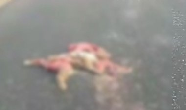 शिवपुरी में वाहन की टक्कर से तेंदुए की मौत:वन विभाग की देरी से शव क्षतिग्रस्त; ग्रामीणों ने लापरवाही पर जताई नाराजगी