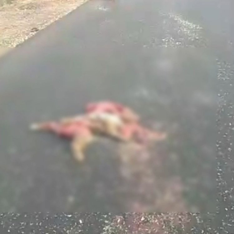 शिवपुरी में वाहन की टक्कर से तेंदुए की मौत:वन विभाग की देरी से शव क्षतिग्रस्त; ग्रामीणों ने लापरवाही पर जताई नाराजगी